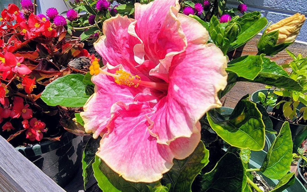 Patience and Balance